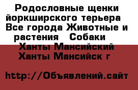 Родословные щенки йоркширского терьера - Все города Животные и растения » Собаки   . Ханты-Мансийский,Ханты-Мансийск г.